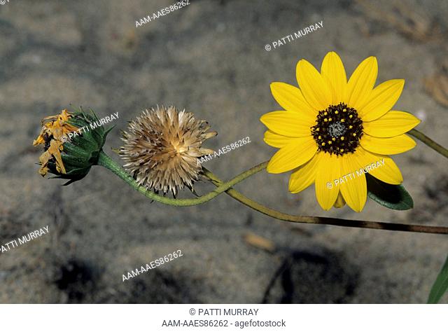 Jerusalem Artichoke Flower, Seedhead, Dried, Sandy Hook, NJ