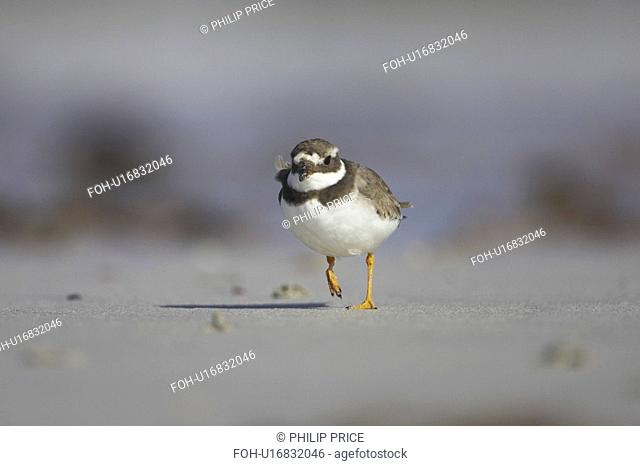 Ringed Plover Charadrius hiaticula running along beach in search of grubs in the sand. Gott bay, Argyll, Scotland, UK