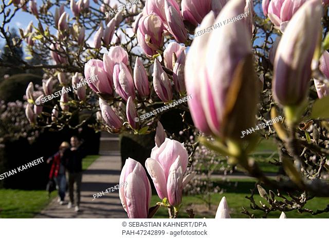 Magnolias bloom at the Wilhelma zoological-botanical gardens in Stuttgart, Germany, 19 March 2014. The astronomical start of spring is on 20 March 2014