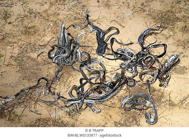 roadkills - snakes, Greece, Peloponnes, Patras