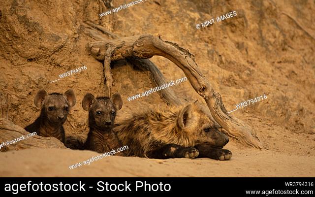 Three Hyena cubs, Hyaenidae, at their den