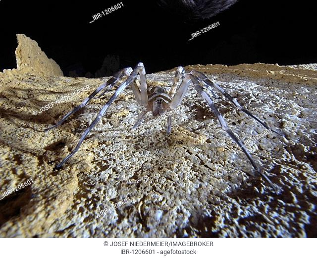 Scaffold Web Spider (Nesticidae), Tsingy de Ankarana, North Madagascar, Africa