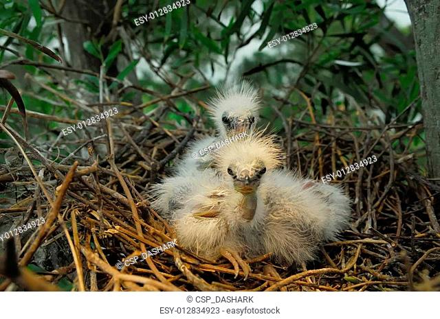 great egret chicks in nest