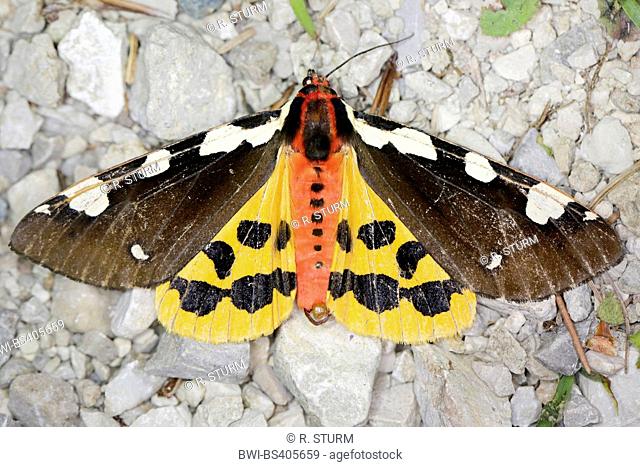Tiger moth (Pericallia matronula), male, Germany, Bavaria, Oberbayern, Upper Bavaria