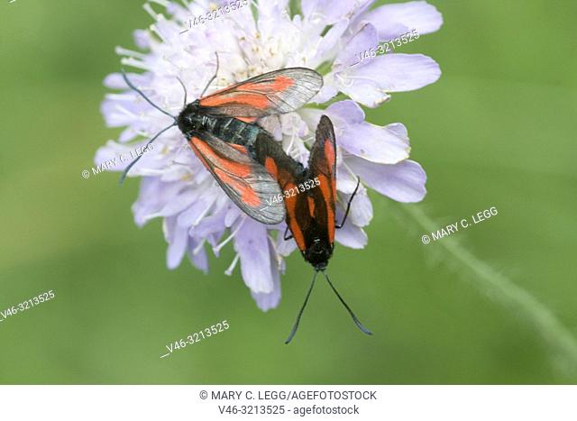 Minos Burnet, Zygaena minos. Burnet moth with red markings. Wingspan: 33-37mm. Flies June-July. Originally named after host plant Pimpinella saxifraga