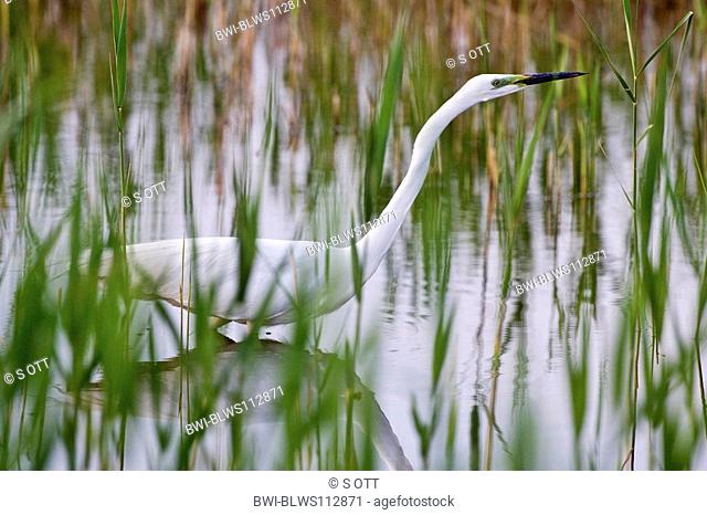 great egret, Great White Egret Egretta alba, Casmerodius albus, Ardea alba, stalking in swamp