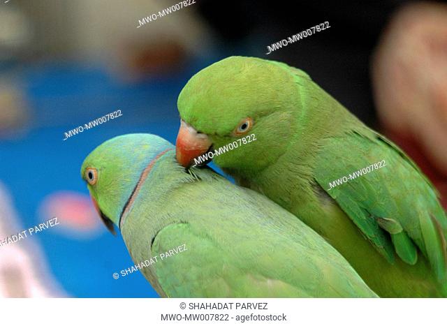 These two trained parrots Shamrat and Rani help their master Aroz Ali, a fortune teller in telling fortune of the customers by picking up envelops containing...