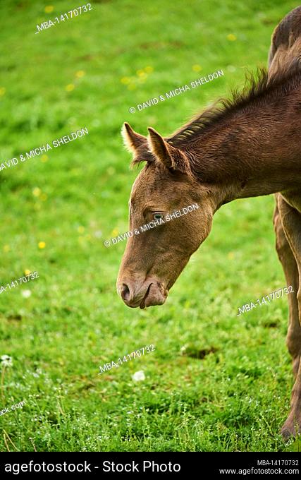 domestic horse (equus caballus), american quarter horse, foal, paddock, standing