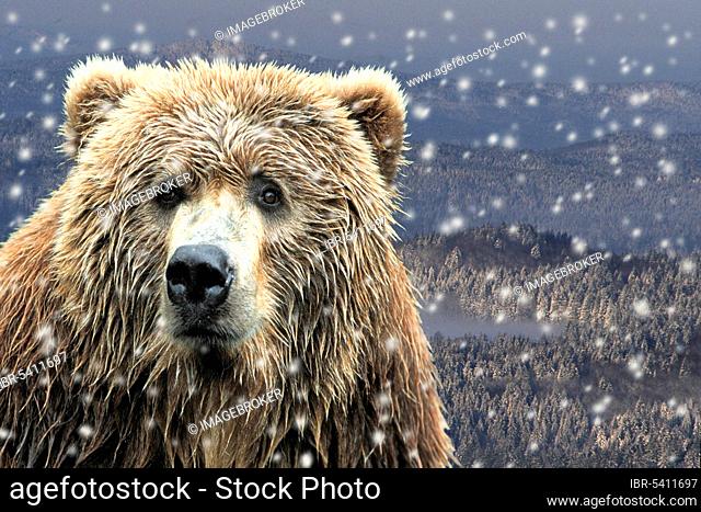 Kodiak bear in the falling snow (Ursus arctos middendorffii)
