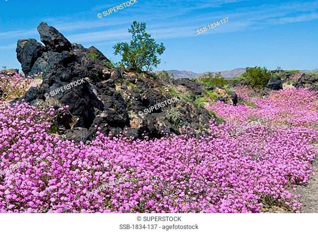 Mojave Sand Verbena Abronia pogonantha flowers blooming at a crater, Amboy Crater, California, USA