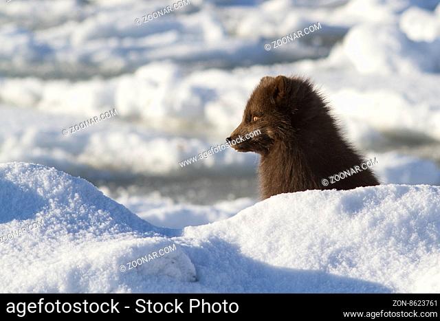Commanders blue arctic fox who looks into the distance on the beach sunny winter day