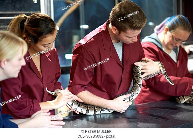 Lecturer watching college students handling ball pythons in lab