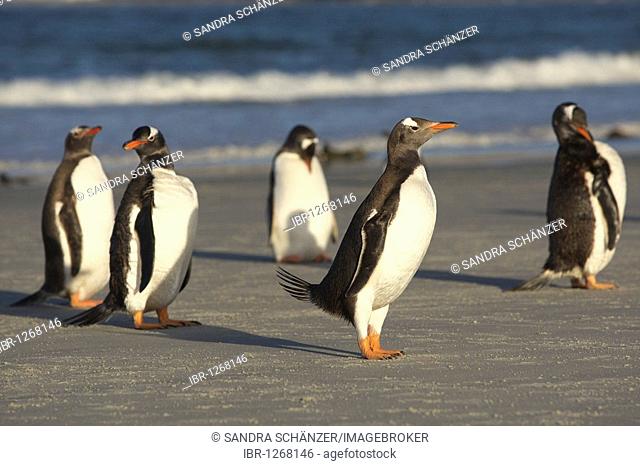 Gentoo penguins (Pygoscelis papua), Falkland Islands, South America