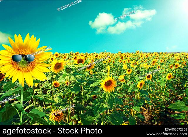 sunflower wearing sunglasses with sunflower field over cloudy blue sky and bright sun lights