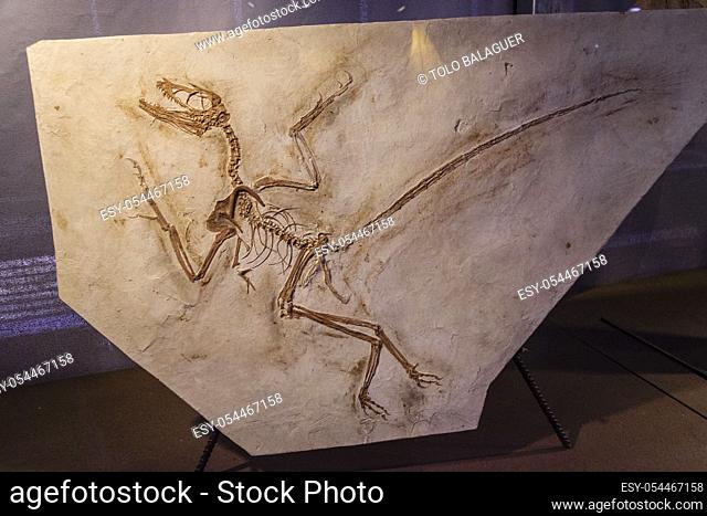 Archaeopteryx, 150 my, Dinosauria, museo de los dinosaurios, sala de la evolucion, Esperaza. departamento del Aude, Languedoc-Roussillon, pirineos orientales