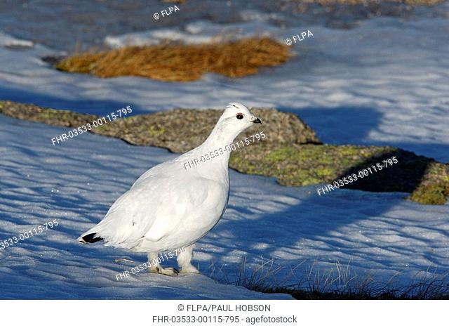 Rock Ptarmigan Lagopus mutus adult female, winter plumage, standing on snow, Cairngorms, Highlands, Scotland
