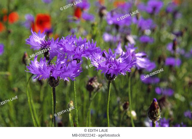 Cornflowers, Centaurea cyanus,    Field, nature, cornflower field, vegetation, plants, flowers, wild flowers, blue, poppy, poppies, red, contrast, blooms