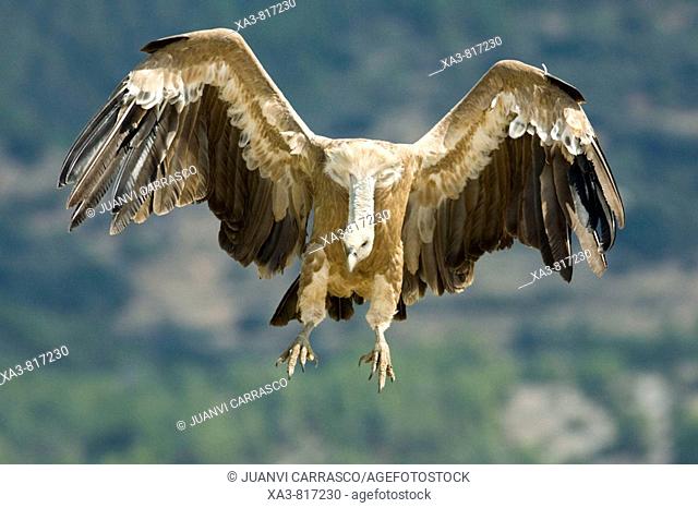 Bearded vulture Gyps fulvus with opened wings