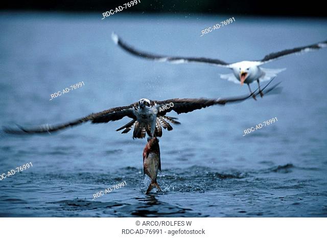 Osprey with prey, haunted by gull, Sweden, Pandion haliateus