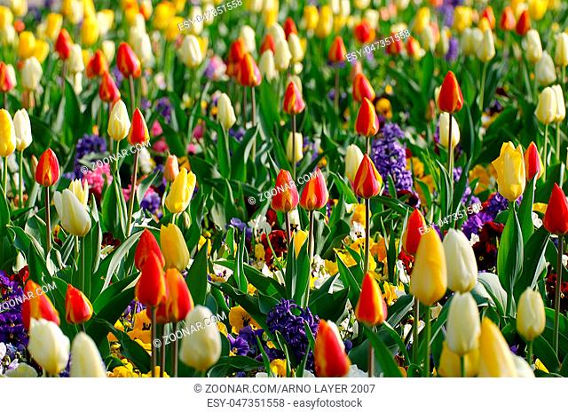 Blumenbeete mit Hyazinthen, Stiefmütterchen, Tulpen u.a. im Luisenpark Mannheim