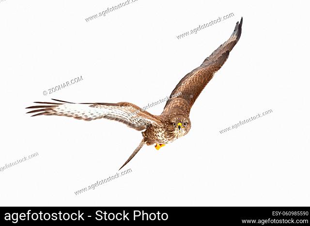 Common buzzard, buteo buteo, flying i the air isolated on white background. Majestic bird of prey spreading wings with copy space