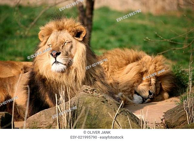 Löwen beim Sonnenbad
