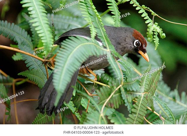 Chestnut-capped Laughingthrush Garrulax mitratus adult in vegetation, Fraser's Hill, Malaysia