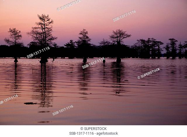 Reflection of Bald Cypress trees in a lake, Caddo Lake, Texas, USA