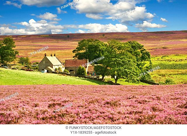 Traditional North Yorkshire farmhouse in the North Yorks Moors National Park grouse moor amongst the flowering summer heather