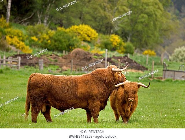 Scottish Highland Cattle, Kyloe (Bos primigenius f. taurus), bull is interestet in a cow on a pasture, United Kingdom, United Kingdom, Scotland