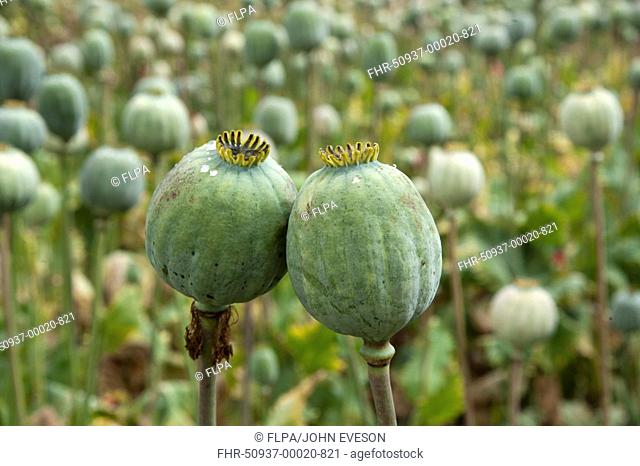 Opium Poppy Papaver somniferum crop, seedpods growing in field, commercially grown for medicine, Sheriffhales, Shropshire, England, august