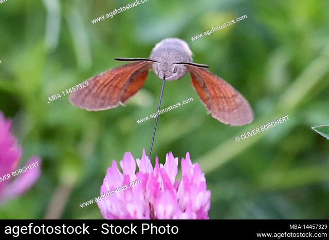 hummingbird hawk moth, Macroglossum stellatarum