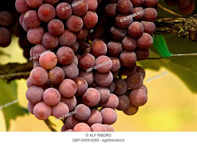Vineyard with grapes; Jarinu; Sao Paulo; SP; Brazil