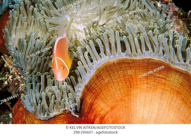 Pink anemonefish (Amphiprion perideraion) in magnificent sea anemone (Heteractis magnifica)