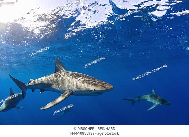 10855939, Galapagos Sharks, Carcharhinus galapagen