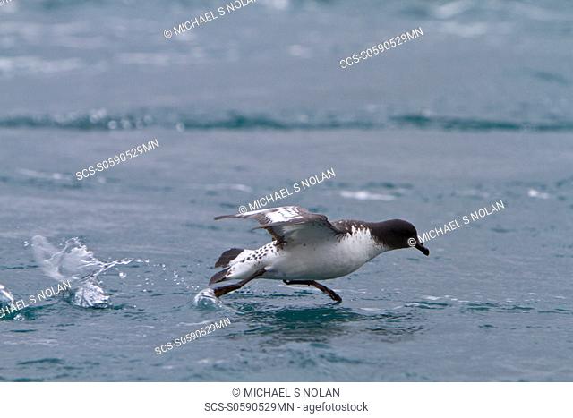 Adult cape petrel Daption capense taking flight in Orne Harbor, Antarctica, Southern Ocean MORE INFO This petrel is sometimes also called the pintado petrel