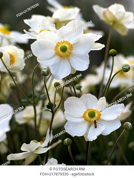 Close up of white Japanese anemone