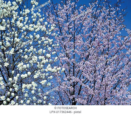 Yulan magnolia and cherry tree