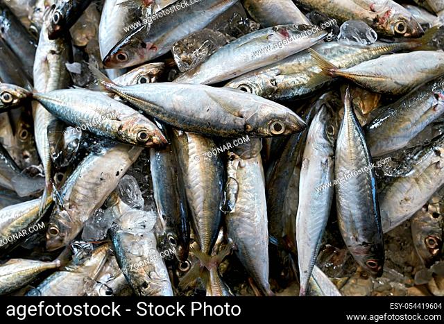 Many cold fishes are lying on the ice. Closeup horizontal photo