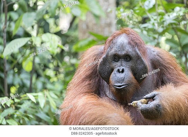 Asia, Indonesia, Borneo, Tanjung Puting National Park, Bornean orangutan (Pongo pygmaeus pygmaeus), adult male in a tree