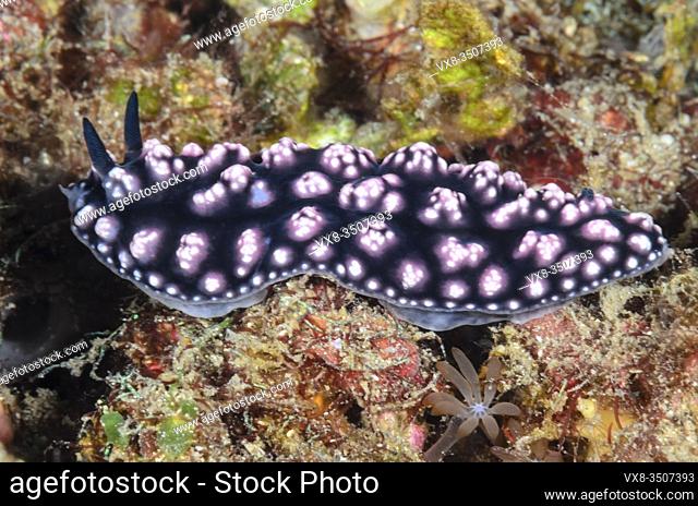 sea slug or nudibranch, Phyllidiopsis burni, Lembeh Strait, North Sulawesi, Indonesia, Pacific