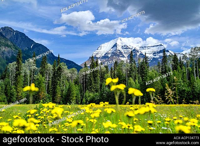 Wildflowers, Mount Robson Provincial Park, British Columbia, Canada