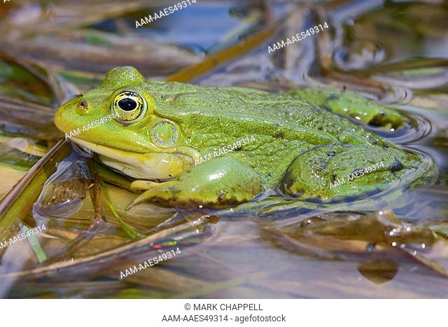 Edible frog (Rana esculenta), Bialowieza, Poland
