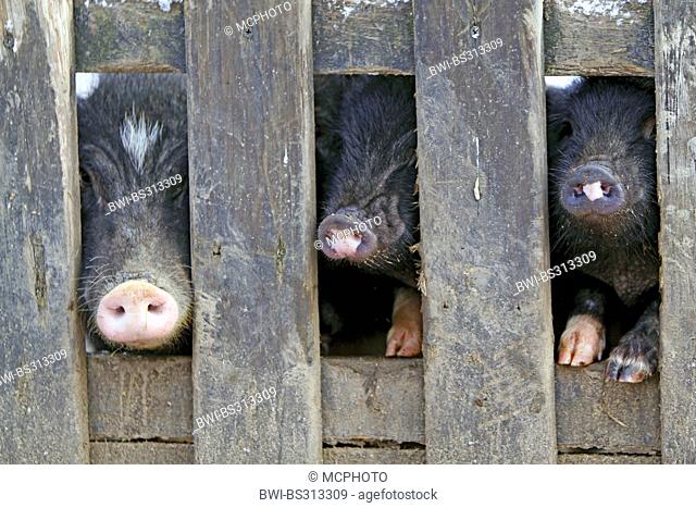 domestic pig (Sus scrofa f. domestica), minipigs looking through a fence