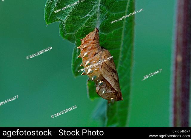 Meadowsweet mother-of-pearl butterfly, caterpillar ready to pupate