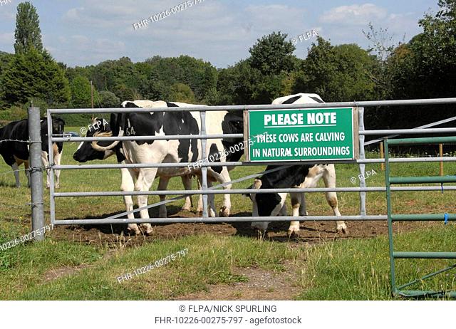 Domestic Cattle, Holstein Friesian dairy cows, standing beside gate with 'Please Note, These Cows are Calving in Natural Surroundings' sign, Shiplake