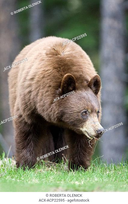 American black bear Ursus americanus, cinnamon phase, eating grass, Jasper National Park, Alberta, Canada. The fur of black bears can range from black to brown...