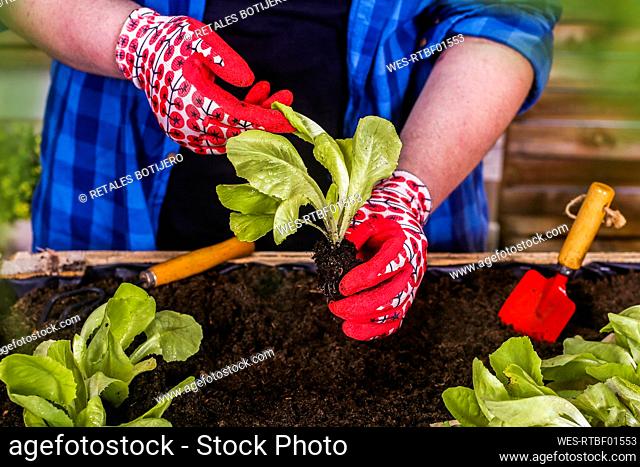 Young man examining a green lettuce seedling in his urban garden