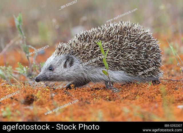 European hedgehog (Erinaceus europaeus), Upper Austria