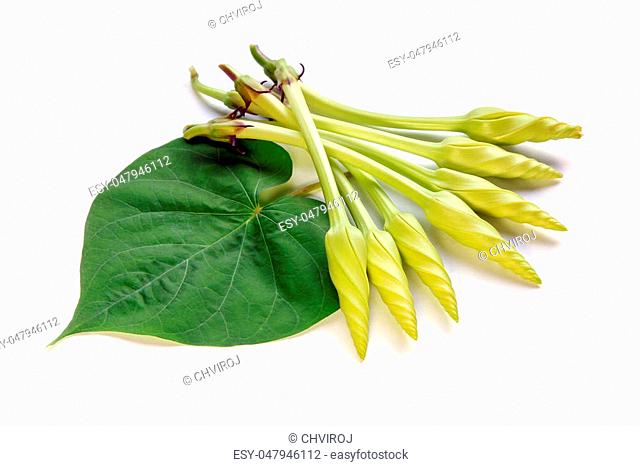 Moonflower and leaf isolated on white background, Edible flower, vegetable, food, nature